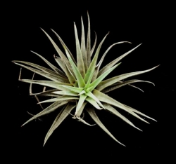 Tillandsia espinosae | semiadult plants