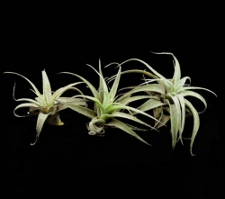 Tillandsia latifolia v. minima | semiadult plants