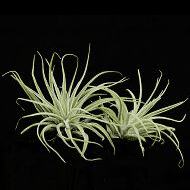Tillandsia albida | semiadult plants