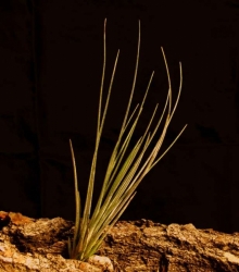 Tillandsia bartramii | semiadult plants