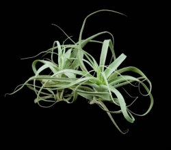 Tillandsia cacticola | semiadult plants