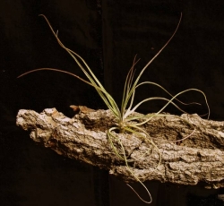Tillandsia crocata v. tristis | semiadult plants