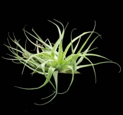 Tillandsia geminiflora | Brazil | semiadult plants