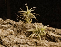 Tillandsia latifolia | semiadult plants