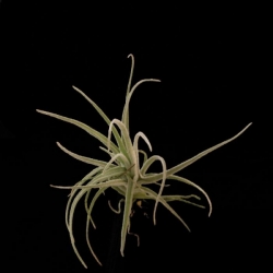 Tillandsia benthamiana | semiadult plants