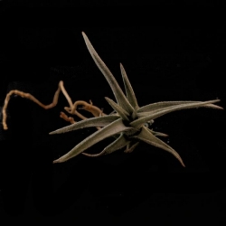 Tillandsia gerdae | semiadult plants