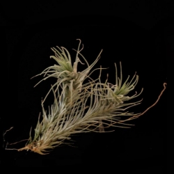 Tillandsia heteromorpha | semiadult plants