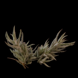 Tillandsia balsasensis | semiadult plants