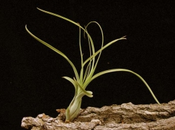 Tillandsia balbisiana | semiadult plants