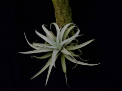 Tillandsia hirrissii | semiadult plants