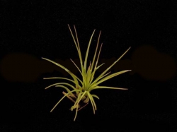 Tillandsia melanocrater | semiadult plants