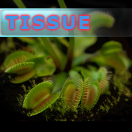 Sterile tissue culture flask | Profi | Dionaea muscipula | standard form