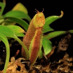 Nepenthes carunculata | Gunung Sago | 6 - 10 cm