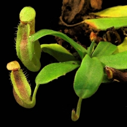 Nepenthes carunculata var. robusta | Gunung Gadut | 6 - 10 cm