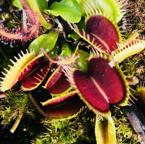 Dionaea Muscipula Mix Forms Venus Fly Trap Carnivorous Plant 10 Seeds *