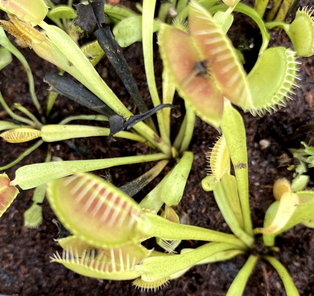 Dionaea Muscipula - Lot de 3 - Plante carnivore - Pot 5,5cm - Hauteur  5-10cm