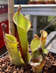 Heliamphora nutans | Roraimita | plant  # 1 | adult pitchers in size 6 - 8 cm
