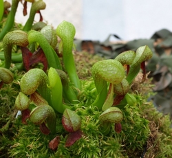 Darlingtonia californica | Cobra lilly | semi adult plants | 6 - 10 cm