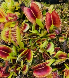 Dionaea muscipula | ARPC | 3 - 4 cm