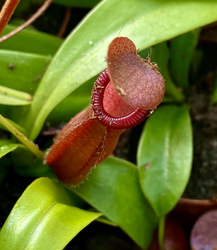 Nepenthes 'Bill Bailey' | 6 - 8 cm