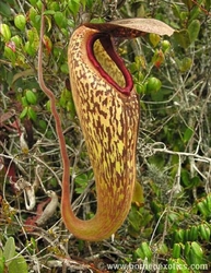Nepenthes klossii | Clone 230 | 10 - 15 cm