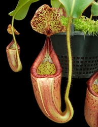 Nepenthes glandulifera x veitchii | 6 - 8 cm