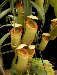 Nepenthes aenigma | 6 - 8 cm