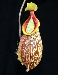 Nepenthes 'Lady Pauline' x hamata | 6 - 8 cm