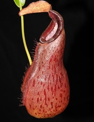 Nepenthes 'Bill Bailey' x robcantleyi | 6 - 8 cm