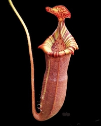 Nepenthes (veitchii x lowii) x (burbidgeae x edwardsiana) | 6 - 8 cm