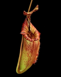 Nepenthes (veitchii x lowii) x (burbidgeae x edwardsiana) | 6 - 10 cm