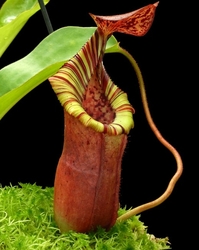 Nepenthes (veitchii x lowii) x (burbidgeae x edwardsiana) | 6 - 10 cm