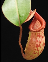 Nepenthes (veitchii x mira) x (burbidgeae x edwardsiana) | 6 - 8 cm