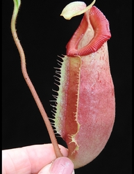 Nepenthes (veitchii x mira) x (burbidgeae x edwardsiana) | 6 - 8 cm