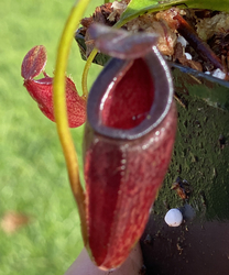 Nepenthes (bongso x inermis) x talangensis | 10 - 15 cm