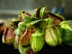 Cephalotus follicularis | australian pitcher plant | adult plant