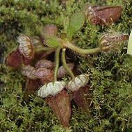 Cephalotus follicularis | australian pitcher plant | young plant