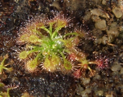 Drosera nitidula subsp. omissa | syn. D.patens | Pygmy Sundew Gemmae | 5 pcs