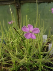 Drosera serpens | pink flowers | carnivorous plants seeds | 10 seeds