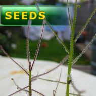 Byblis aquatica | carnivorous plants seeds | 5 seeds