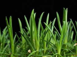 Brocchinia reducta  |  medium size 7 - 12 cm