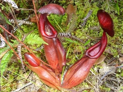 Nepenthes bokorensis – clone 1| 6 - 8 cm