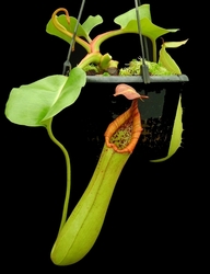 Nepenthes truncata | SBG | 3 - 4 cm