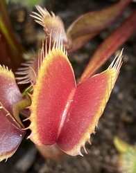 Dionaea muscipula | venus fly trap | Claytons Red Sunset | carnivorous plants seeds | 5 seeds