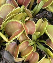 Dionaea muscipula | venus fly trap | Diflora Wizard | carnivorous plants seeds | 5 seeds