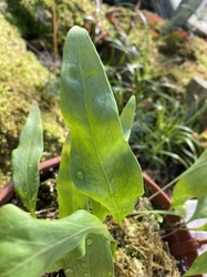 Utricularia alpina x endresii | clump