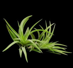 Tillandsia brachycaulos v. abdita | semiadult plants