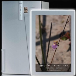 Original magnet | Utricularia minutissima photo | 6 x 8 cm