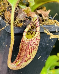 Nepenthes (burbidgeae x veitchii) x mollis | 6 - 8 cm