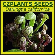Darlingtonia californica | Cobra lilly | carnivorous plants seeds | 10s